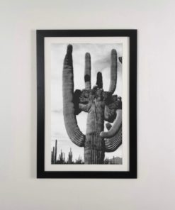 Lámina cactus en marco 37x58 cm negro