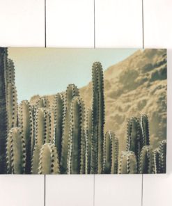 Lienzo pequeño cactus 40x30